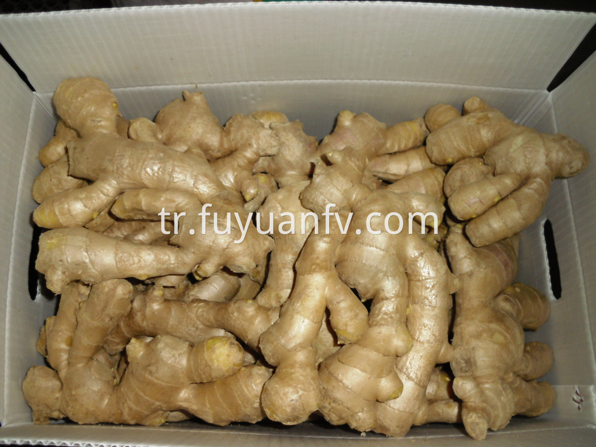 fat air dried ginger2018